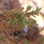 Pogonospermum cleomoides Blüte