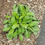 Erigeron annuus Blad