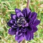 Aquilegia blue barrowKvět