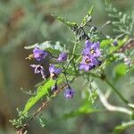Solanum septemlobum Flor