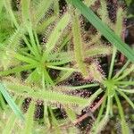 Drosera capensisЛіст