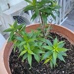 Allamanda cathartica Folha