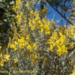 Genista microphylla Sonstige