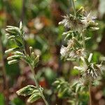 Brickellia californica Flower