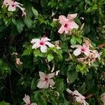 Hibiscus genevii Kwiat