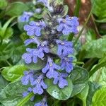 Ajuga reptansFlor