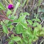 Stevia lilloi Blatt