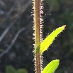 Erigeron alpinus Azala