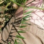 Vicia tenuifolia Foglia