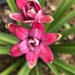 Agave amica Flower