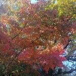 Acer palmatum Habit