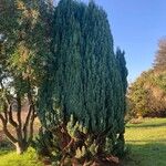 Juniperus chinensis Blatt