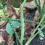 Alocasia zebrina Leaf