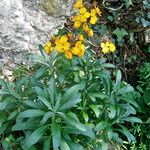 Erysimum cheiri ᱥᱟᱠᱟᱢ