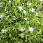 Nemophila phacelioides Habit