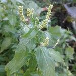 Mercurialis annua Лист