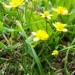 Ranunculus flammula Habitus