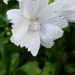 Malva moschata Flower