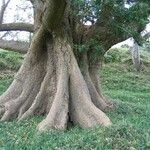 Erythrina fusca Bark