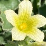 Ecballium elaterium Flower