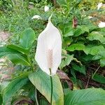 Spathiphyllum wallisii Flower