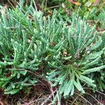 Lycopodium × oellgaardii Habit