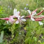 Oenothera lindheimeri 花