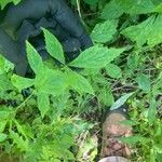 Geum laciniatum Blad