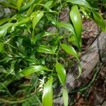 Geitonoplesium cymosum Hábito