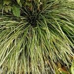 Carex ornithopoda Folha