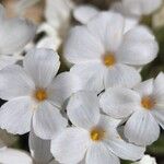 Phlox pulvinata Flower