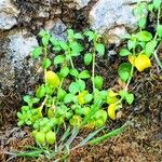 Theligonum cynocrambe Yaprak