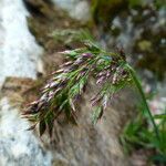 Poa alpina 花