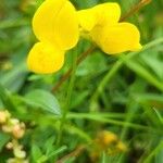 Lotus corniculatusFleur