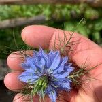 Nigella sativa花