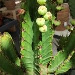 Euphorbia ingens Froito