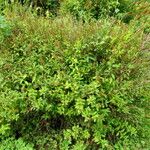 Spiraea salicifolia Συνήθη χαρακτηριστικά