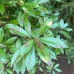 Kalmia latifoliaLeaf