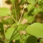 Stellaria pallida മറ്റ്