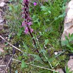 Pedicularis groenlandica 整株植物