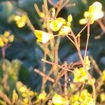Brassica barrelieri Floare