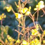 Brassica barrelieri Fleur