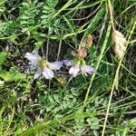 Astragalus alpinus Virág