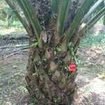 Elaeis guineensis Bark