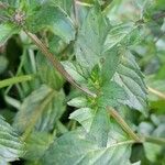 Mentha × piperita List