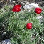 Paeonia tenuifolia Blatt