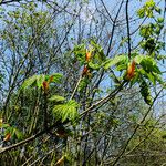 Acer macrophyllum Bark