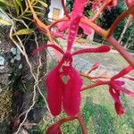 Renanthera coccinea Flower