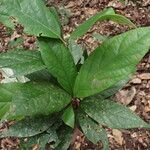 Flabellaria paniculata Hoja