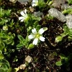 Cerastium pedunculatum Diğer